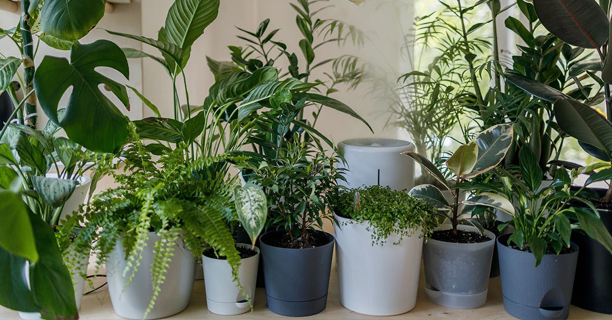 A selection of different houseplants.