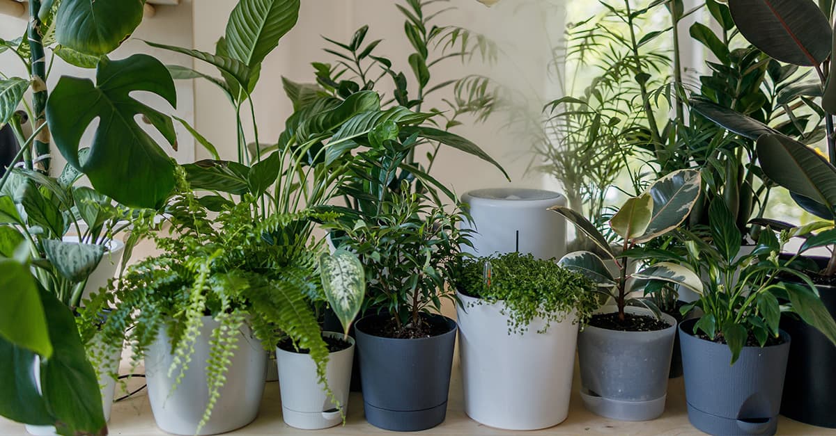 A selection of different houseplants.